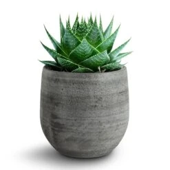 Esra Plant Pot - Mystic Grey 25 Esra Plant Pot - Mystic Grey -Indoor Plants Store 138970 pot esra mystic grey 15cmx13cm