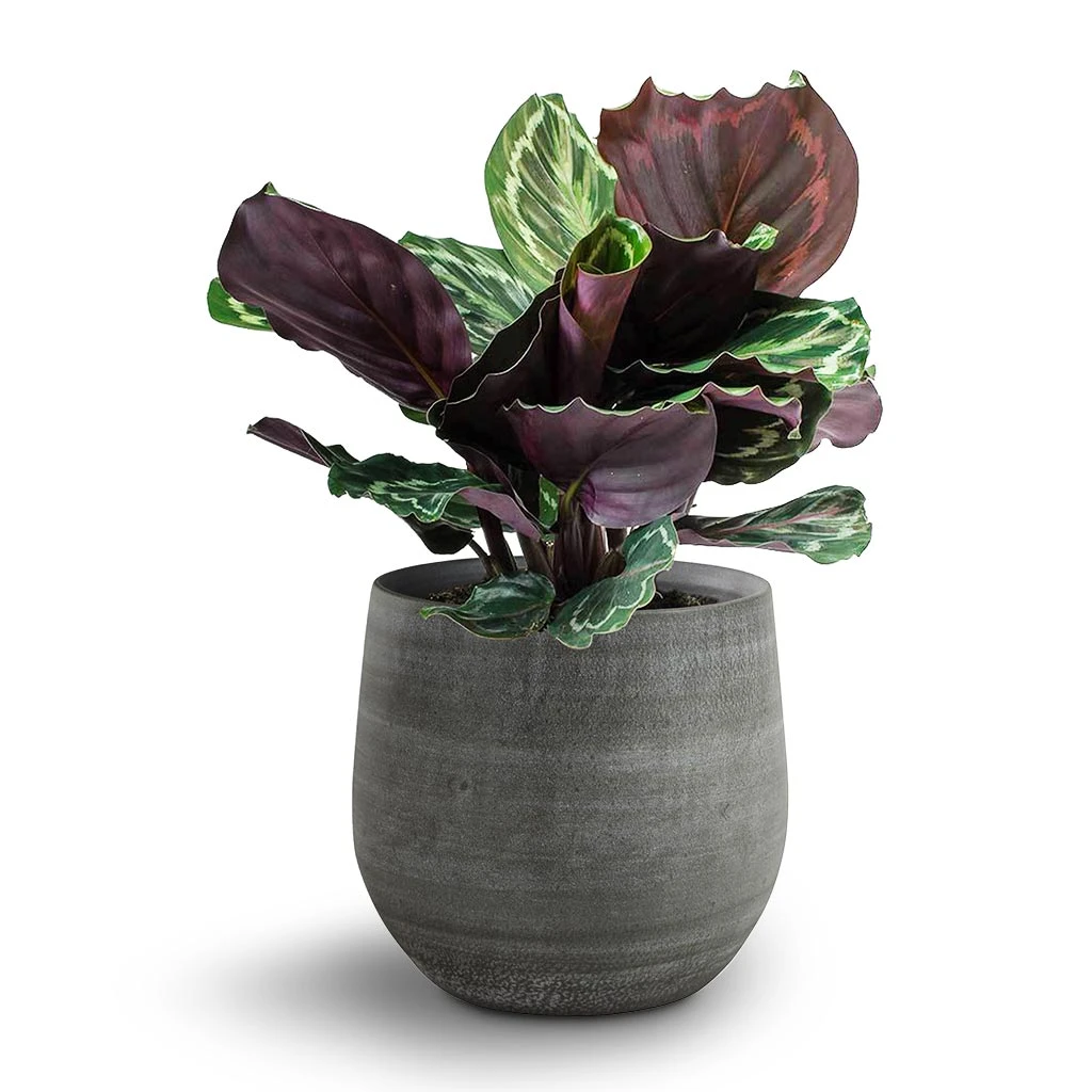 Esra Plant Pot - Mystic Grey 20 Esra Plant Pot - Mystic Grey - Image 18