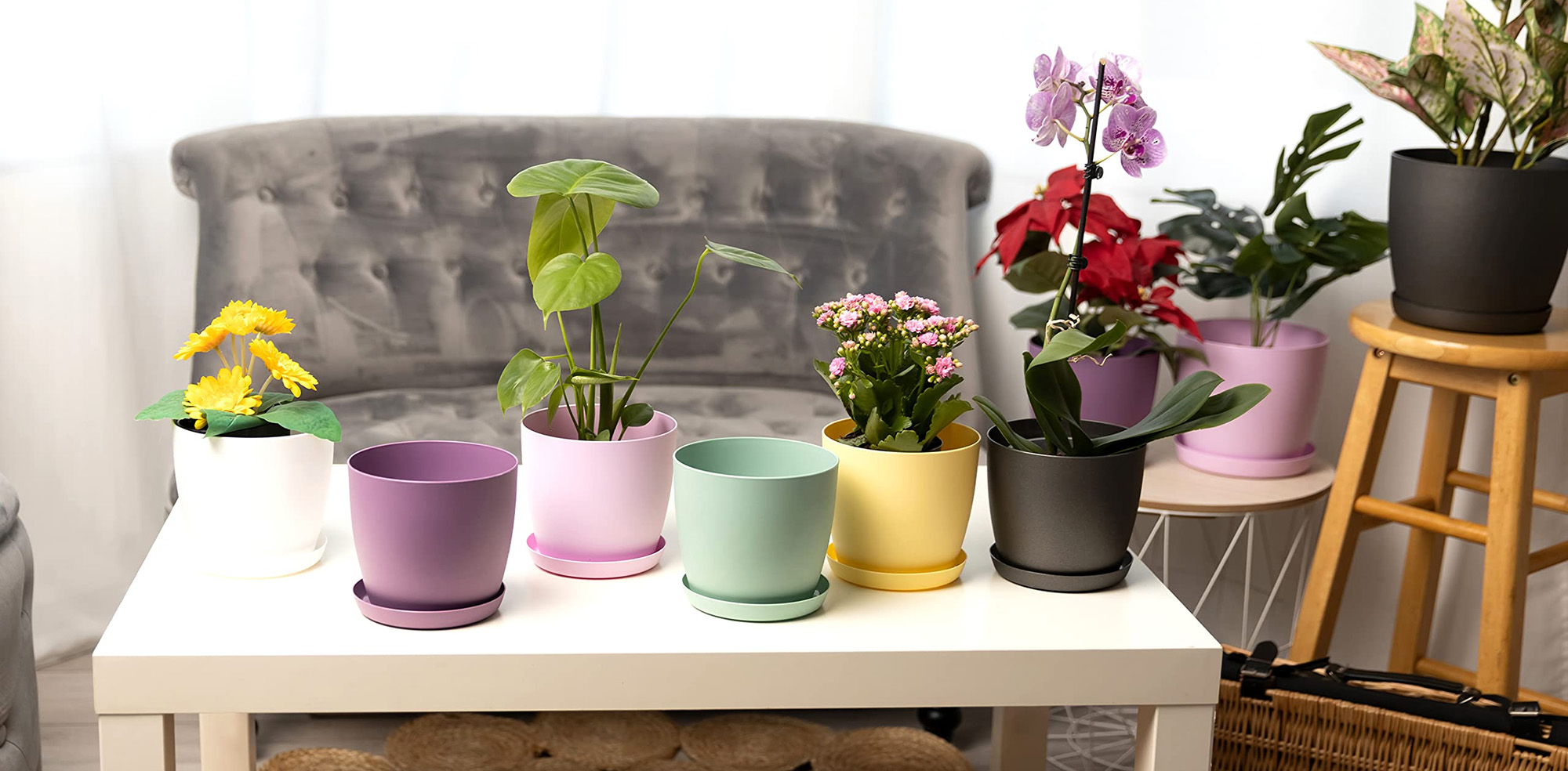 Indoor Plants Store -Indoor Plants Store 3