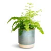 Adiantum Fragrans - Delta Maidenhair Fern -Indoor Plants Store Adiantum Fragrans Delta Maidenhair Fern 13x30cm Copenhagen Plant Pot Aqua 15.5x16cm 0f36e61d dddf 4ccd a871 0cab4e6ffec6