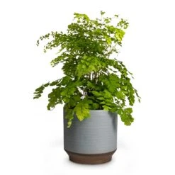 Adiantum Fragrans - Delta Maidenhair Fern 18 Adiantum Fragrans - Delta Maidenhair Fern -Indoor Plants Store Adiantum Fragrans Delta Maidenhair Fern 13x30cm Pot Suze Blue 15x14cm
