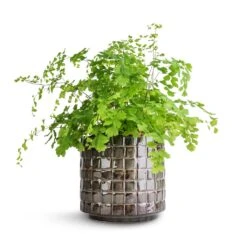 Adiantum Fragrans - Delta Maidenhair Fern 14 Adiantum Fragrans - Delta Maidenhair Fern -Indoor Plants Store Adiantum Fragrans Delta Maidenhair Fern 13x30cm Stian Plant Pot Moss Green 16x15cm