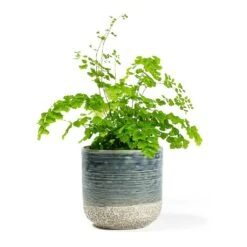 Adiantum Fragrans - Delta Maidenhair Fern 17 Adiantum Fragrans - Delta Maidenhair Fern -Indoor Plants Store Adiantum Fragrans Delta Maidenhair Fern Issa Plant Pot Light Blue