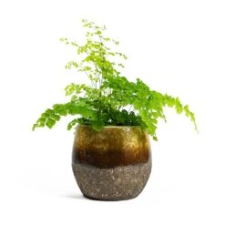 Adiantum Fragrans - Delta Maidenhair Fern 16 Adiantum Fragrans - Delta Maidenhair Fern -Indoor Plants Store Adiantum Fragrans Delta Maidenhair Fern Lindy Plant Pot Ochre 5d518b23 6beb 426b 86b6 0043681e56a8