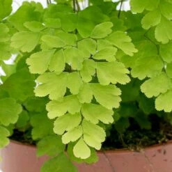 Indoor Plants Store -Indoor Plants Store Adiantum Fragrans Delta Maidenhair Fern leaves