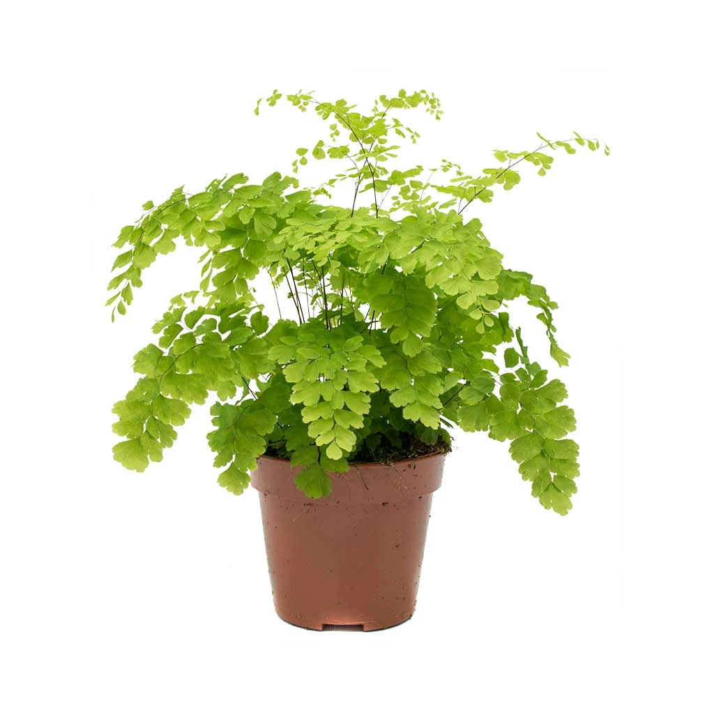 Adiantum Fragrans - Delta Maidenhair Fern 5 Adiantum Fragrans - Delta Maidenhair Fern - Image 3