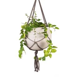 Aeschynanthus Pink Polka - Lipstick Plant -Indoor Plants Store Aeschynanthus Pink Polka Lipstick Plant 15x50cm Hans Hanging Plant Pot Light Grey 22x19cm Close