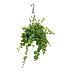 Aeschynanthus Pink Polka - Lipstick Plant -Indoor Plants Store Aeschynanthus Pink Polka Lipstick Plant