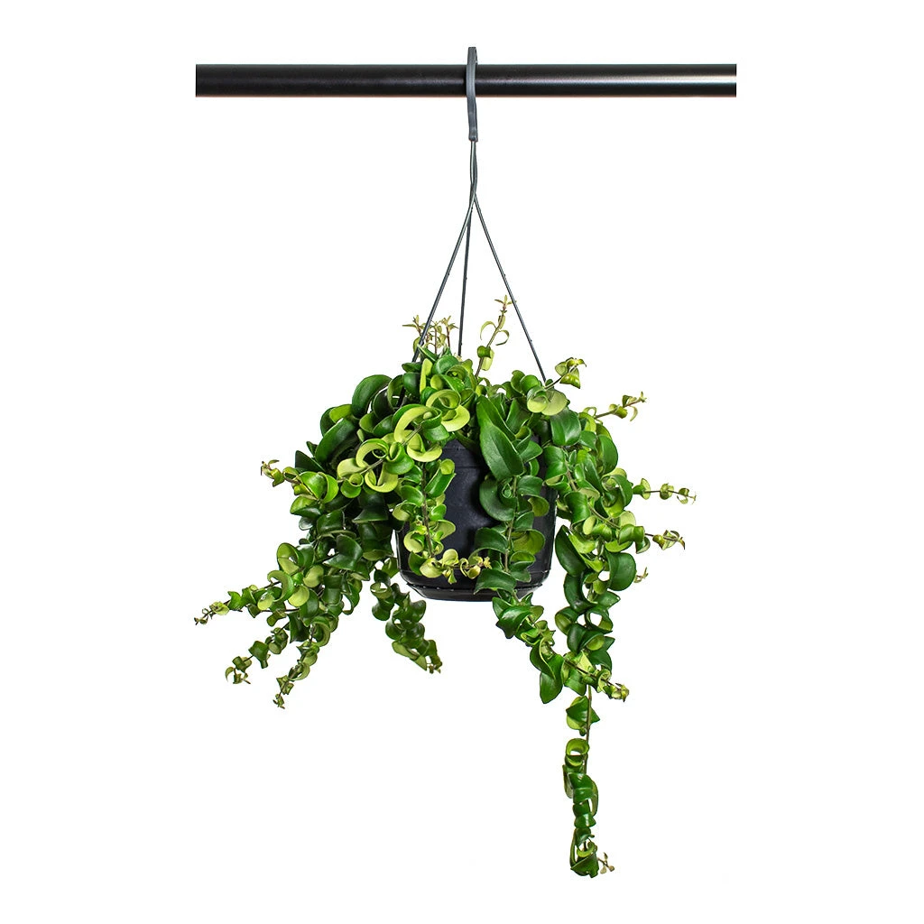 Aeschynanthus Rasta - Lipstick Plant 9 Aeschynanthus Rasta - Lipstick Plant - Image 7