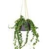 Aeschynanthus Rasta - Lipstick Plant -Indoor Plants Store Aeschynanthus Rasta Lipstick Plant 15x40cm Patt Hanging Plant Pot Black Washed 20x17cm