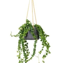 Patt Hanging Plant Pot - Black Washed -Indoor Plants Store Aeschynanthus Rasta Lipstick Plant 15x40cm Patt Hanging Plant Pot Black Washed 20x17cm f6089cf4 a50d 4baf b1b2 c85c694b1977