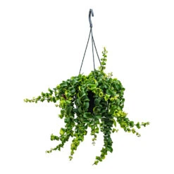 Aeschynanthus Rasta - Lipstick Plant 16 Aeschynanthus Rasta - Lipstick Plant -Indoor Plants Store Aeschynanthus Rasta Lipstick Plant