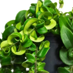 Aeschynanthus Rasta - Lipstick Plant 17 Aeschynanthus Rasta - Lipstick Plant -Indoor Plants Store Aeschynanthus Rasta Lipstick Plant Close Up