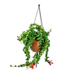 Mya Hanging Planter - Shiny Mocha 17 Mya Hanging Planter - Shiny Mocha -Indoor Plants Store Aeschynanthus Rasta Lipstick Plant Mya Hanging Planter Shiny Mocha 021dd599 e96a 4584 a075 46b15cd42646