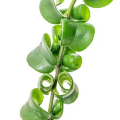 Aeschynanthus Rasta - Lipstick Plant 15 Aeschynanthus Rasta - Lipstick Plant -Indoor Plants Store Aeschynanthus Rasta Lipstick Plant SWATCH 2