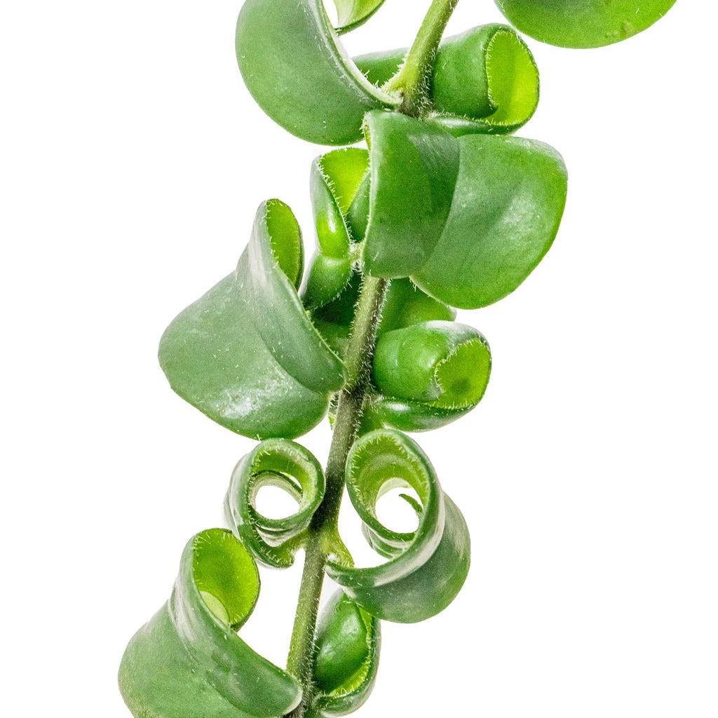 Aeschynanthus Rasta - Lipstick Plant 6 Aeschynanthus Rasta - Lipstick Plant - Image 4