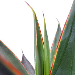 Agave Shaka Zulu -Indoor Plants Store Agave Shaka Zulu 15x25cm 2