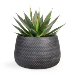 Agave Shaka Zulu -Indoor Plants Store Agave Shaka Zulu 15x25cm Angle Darcy Plant Pot Anthracite 24x16cm 127ac9dd 3d6f 4c51 a227 021b24db930a