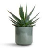 Agave Shaka Zulu 2 Agave Shaka Zulu -Indoor Plants Store Agave Shaka Zulu 15x25cm Remmi Glaze Plant Pot Green 16x16cm 3eb7ebe8 f1df 4159 aa93 238dd066805c
