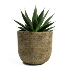 Agave Shaka Zulu -Indoor Plants Store Agave Shaka Zulu Dian Plant Pot Camel