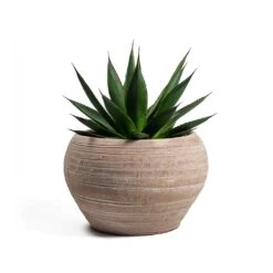 Agave Shaka Zulu -Indoor Plants Store Agave Shaka Zulu Ina Plant Pot Terracotta