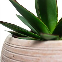 Agave Shaka Zulu -Indoor Plants Store Agave Shaka Zulu Ina Plant Pot Terracotta Close Up