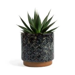 Agave Shaka Zulu -Indoor Plants Store Agave Shaka Zulu Mees Plant Pot Vintage Black