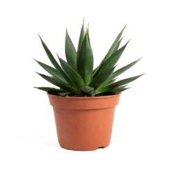 Agave Shaka Zulu -Indoor Plants Store Agave Shaka Zulu 337c8064 5f50 4416 b377 d0268833ee72