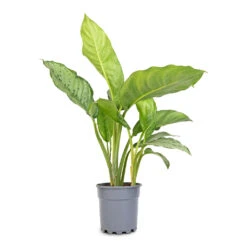 Aglaonema B.J. Freedman - Chinese Evergreen 18 Aglaonema B.J. Freedman - Chinese Evergreen -Indoor Plants Store Aglaonema B.J. Freedman Chinese Evergreen 17x70cm