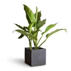 Aglaonema B.J. Freedman - Chinese Evergreen 21 Aglaonema B.J. Freedman - Chinese Evergreen -Indoor Plants Store Aglaonema B.J. Freedman Chinese Evergreen 17x70cm Fleur Natural Planter Black 20x20x20cm 3 fbbff832 6812 4cc3 9002 a16b6786827c