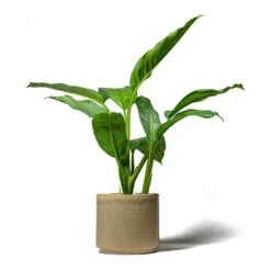 Aglaonema B.J. Freedman - Chinese Evergreen 27 Aglaonema B.J. Freedman - Chinese Evergreen -Indoor Plants Store Aglaonema B.J. Freedman Chinese Evergreen 17x70cm Jordy Plant Pot Pebble 20x18cm
