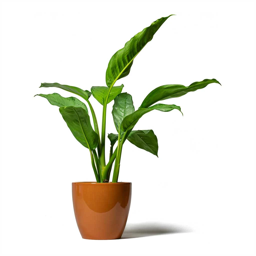 Aglaonema B.J. Freedman - Chinese Evergreen 13 Aglaonema B.J. Freedman - Chinese Evergreen - Image 11