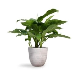 Aglaonema B.J. Freedman - Chinese Evergreen 23 Aglaonema B.J. Freedman - Chinese Evergreen -Indoor Plants Store Aglaonema B.J. Freedman Chinese Evergreen 24x80cm Angle Couple Plant Pot White 30x28cm