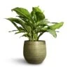 Aglaonema B.J. Freedman - Chinese Evergreen