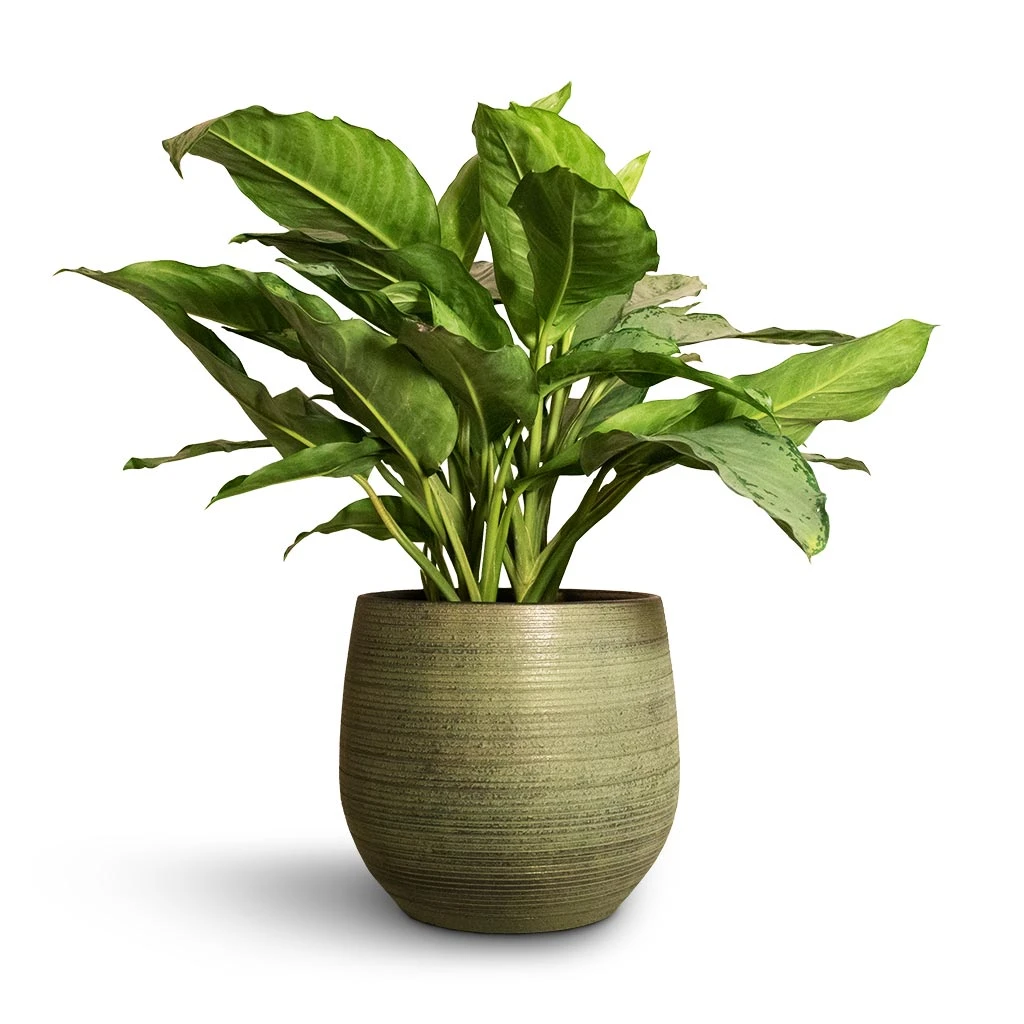 Aglaonema B.J. Freedman - Chinese Evergreen 3 Aglaonema B.J. Freedman - Chinese Evergreen