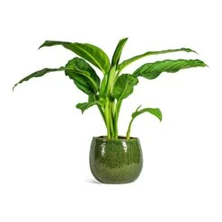Aglaonema B.J. Freedman - Chinese Evergreen 24 Aglaonema B.J. Freedman - Chinese Evergreen -Indoor Plants Store Aglaonema B.J. Freedman Chinese Evergreen Mischa Plant Pot Forest Green