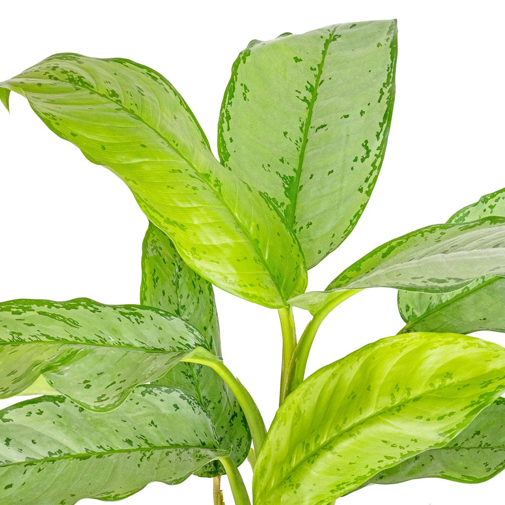 Aglaonema B.J. Freedman - Chinese Evergreen 4 Aglaonema B.J. Freedman - Chinese Evergreen - Image 2