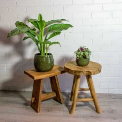 Aglaonema B.J. Freedman - Chinese Evergreen 28 Aglaonema B.J. Freedman - Chinese Evergreen -Indoor Plants Store Aglaonema B.J. Freedman Chinese Evergreen Tradescantia zebrina Inch Plant mischa green plant pot 978aeab7 66d3 4e76 9063 d1fb6b96dae6