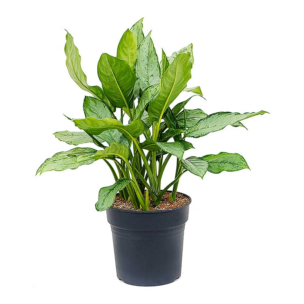 Aglaonema B.J. Freedman - Chinese Evergreen 7 Aglaonema B.J. Freedman - Chinese Evergreen - Image 5