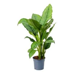 Aglaonema B.J. Freedman - Chinese Evergreen 25 Aglaonema B.J. Freedman - Chinese Evergreen -Indoor Plants Store Aglaonema BJ Freedman Chinese Evergreen Small