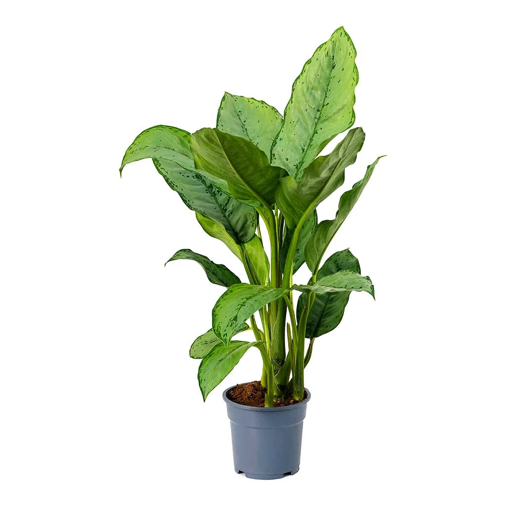 Aglaonema B.J. Freedman - Chinese Evergreen 12 Aglaonema B.J. Freedman - Chinese Evergreen - Image 10
