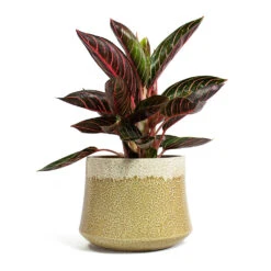 Aglaonema Chocolate - Chinese Evergreen -Indoor Plants Store Aglaonema Chocolate Chinese Evergreen Jorrit Plant Pot Camel