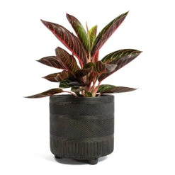 Aglaonema Chocolate - Chinese Evergreen -Indoor Plants Store Aglaonema Chocolate Chinese Evergreen Nola Plant Pot Shiny Brown