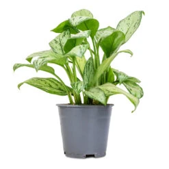 Aglaonema Christina - Chinese Evergreen -Indoor Plants Store Aglaonema Christina Chinese Evergreen 14x35cm