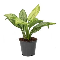 Aglaonema Christina - Chinese Evergreen -Indoor Plants Store Aglaonema Christina Chinese Evergreen