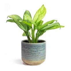 Aglaonema Christina - Chinese Evergreen -Indoor Plants Store Aglaonema Christina Chinese Evergreen Issa Plant Pot Light Blue