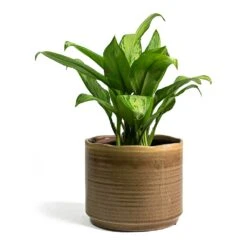 Aglaonema Christina - Chinese Evergreen -Indoor Plants Store Aglaonema Christina Chinese Evergreen Jordy Plant Pot Grey