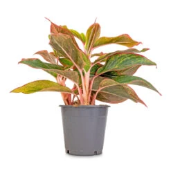 Aglaonema Crete - Chinese Evergreen 17 Aglaonema Crete - Chinese Evergreen -Indoor Plants Store Aglaonema Crete Chinese Evergreen 12x25cm