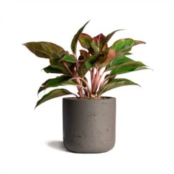 Aglaonema Crete - Chinese Evergreen 24 Aglaonema Crete - Chinese Evergreen -Indoor Plants Store Aglaonema Crete Chinese Evergreen 12x25cm Charlie Plant Pot Ash Brown 15x15cm