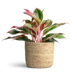 Aglaonema Crete - Chinese Evergreen 19 Aglaonema Crete - Chinese Evergreen -Indoor Plants Store Aglaonema Crete Chinese Evergreen 12x25cm Maartje Plant Baskets Set of 5 Jute